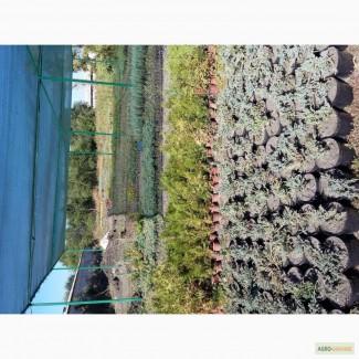 Саженцы можжевельника, туи, ели