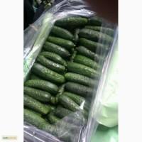 Продам оптом Огурец длинный и короткий из Ирана