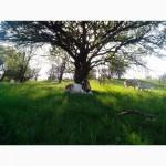 Козье молоко