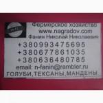 Продам голубей мясной породы живьем и резаные