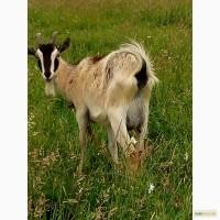 Продам кози