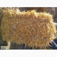 Продам солому ячменя в тюках