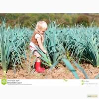 Продам Рокамболь семена