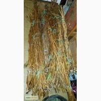 Продам лозу, живці, чубуки винограду