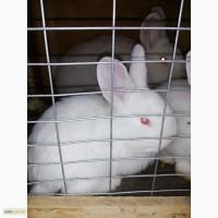 Кролики нзб Новозеландсикй белый