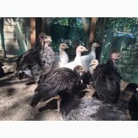Индюки крупные подрощенные
