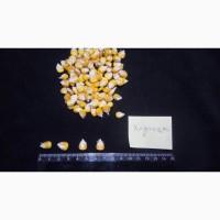 Семена кукурузы от производителя