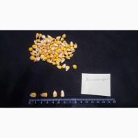 Семена кукурузы от производителя
