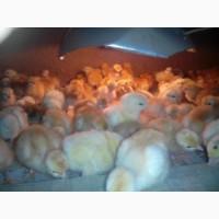 Продам цыплят, курчат