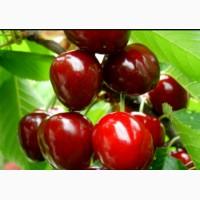 Продам черешню сорт крупноплодная в идеальном качестве
