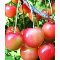 Продам саджанці вишні і черешні