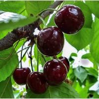 Продам саджанці вишні і черешні