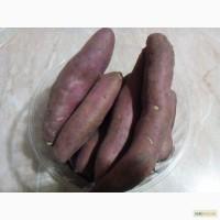 Продам батат 2018