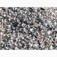 Ракушка річкова кормова