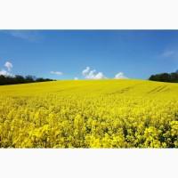 Продам Рапс Канадской селекции, насіння ріпаку