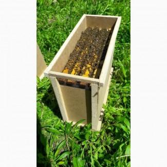 Продам пчелопакеты 2020