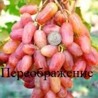 Ранние сорта привитых саженцев -Сенсация, Академик, Переображение, Ливия, Джовани