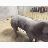 Кнури зі свинокомплексу. Доставка