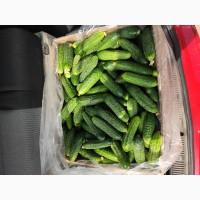 Огурцы кураж, с доставкой по Запорожью