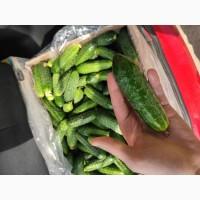 Огурцы кураж, с доставкой по Запорожью