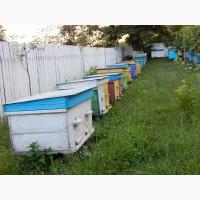 Вигідна пропозиція. Продам Бджоли