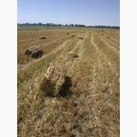 Продам солому урожая 2021