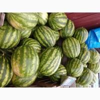 Продам кавун