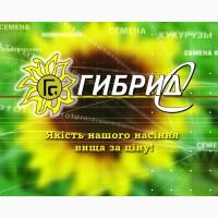 Семена подсолнечника Екватор (IMI)