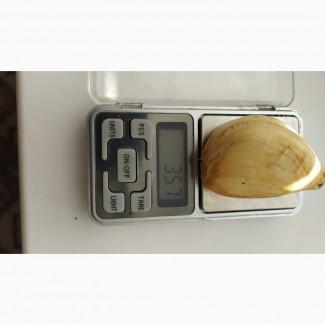 Рокамболь Зубок Урожай 2023 грн за 1 шт