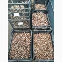 Продам жёлуди красного дуба сухие