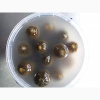 Огірок солений
