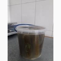 Огірок солений