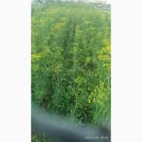 Продам свежий укроп на консервацию