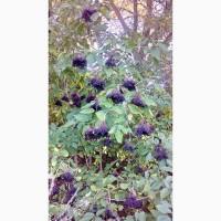 Куплю ягоди бузини