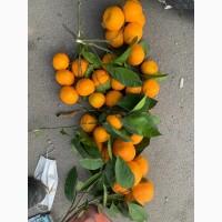 Продам мандарин