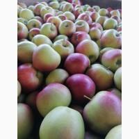 Продам Яблоко