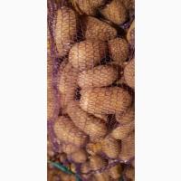 Продам картошку