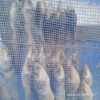 Продам рыбу копченую, вяленую, сушеную