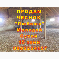15 тонн ПРОДАМ ЧЕСНОК 2024 Любаша Молодой Сухой Товарный Озимый Оптом Часник Garlic
