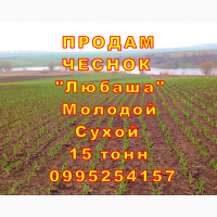 15 тонн ПРОДАМ ЧЕСНОК 2024 Любаша Молодой Сухой Товарный Озимый Оптом Часник Garlic