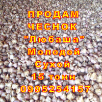 15 тонн ПРОДАМ ЧЕСНОК 2024 Любаша Молодой Сухой Товарный Озимый Оптом Часник Garlic