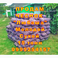 15 тонн ПРОДАМ ЧЕСНОК 2024 Любаша Молодой Сухой Товарный Озимый Оптом Часник Garlic
