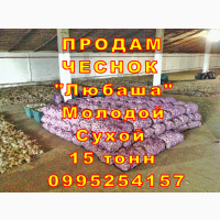 15 тонн ПРОДАМ ЧЕСНОК 2024 Любаша Молодой Сухой Товарный Озимый Оптом Часник Garlic