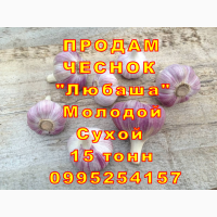 15 тонн ПРОДАМ ЧЕСНОК 2024 Любаша Молодой Сухой Товарный Озимый Оптом Часник Garlic