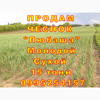 15 тонн ПРОДАМ ЧЕСНОК 2024 Любаша Молодой Сухой Товарный Озимый Оптом Часник Garlic