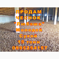 15 тонн ПРОДАМ ЧЕСНОК 2024 Любаша Молодой Сухой Товарный Озимый Оптом Часник Garlic