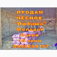 15 тонн ПРОДАМ ЧЕСНОК 2024 Любаша Молодой Сухой Товарный Озимый Оптом Часник Garlic