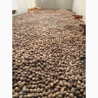 Горіх кругляк та чищений