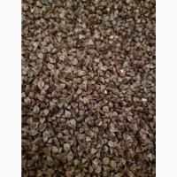 Продам насіння гречки 20 тн