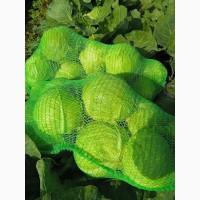 Продам капусту від постачальника з 5 тонн. Ціна договірна